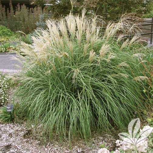 Adagio Grass | Premier Nursery