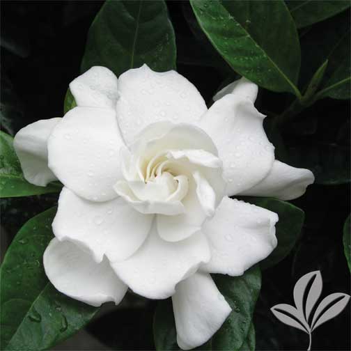 Veitchii Gardenia | Premier Nursery