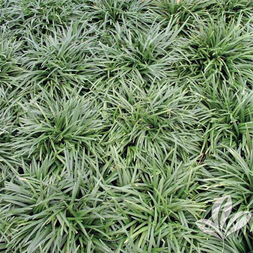 Dwarf Mondo Grass | Premier Nursery