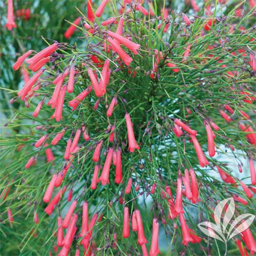 Firecracker plant | Premier Nursery