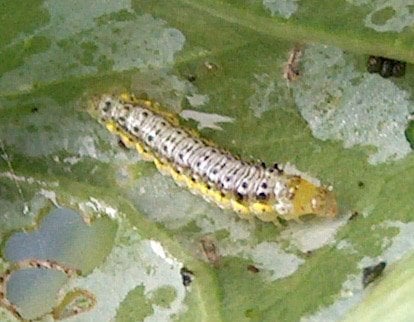 Garden Web Worm Premier Nursery   Gardenwebworm 