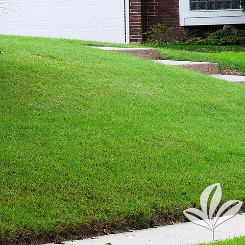 Pallets of Sod - Fort Worth - Premier Nursery - Plant Nursery