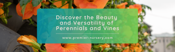 Discover the Beauty and Versatility of Perennials and Vines