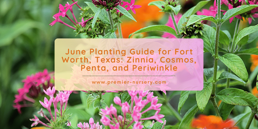 June Planting Guide For Fort Worth, Texas: Zinnia, Cosmos, Penta, And 