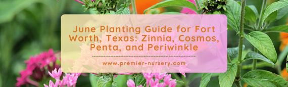 June Planting Guide for Fort Worth, Texas: Zinnia, Cosmos, Penta, and Periwinkle