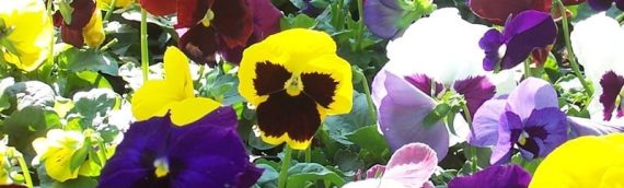 Pansies – A Favorite Fort Worth Winter Plant