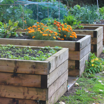 Why You Should Have A Container Garden, & How To Easily Plan One 