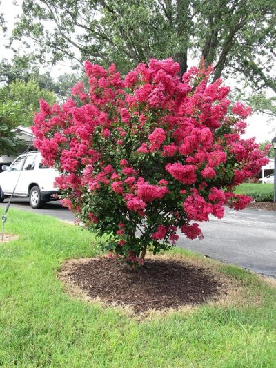 Crape Myrtles: Summer Color That Beats The Heat - Premier Nursery