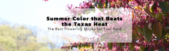 Summer Color that Beats the Texas Heat
