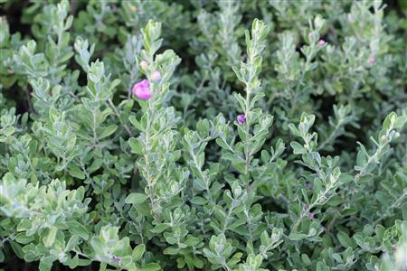 Beat the Heat with Texas Sage | Premier Nursery