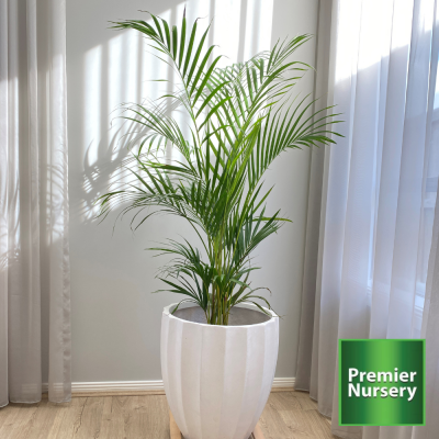 The Best Indoor Tropical Houseplants in Fort Worth - Premier Nursery ...