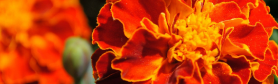 The Vibrant World of Marigolds: A Flower for Every Garden