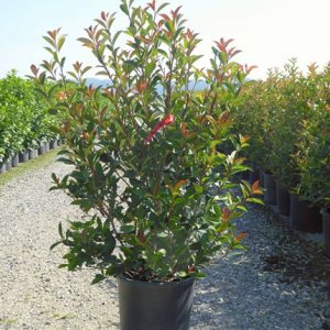 Red Tip Photinia - Premier Nursery - Plant Nursery