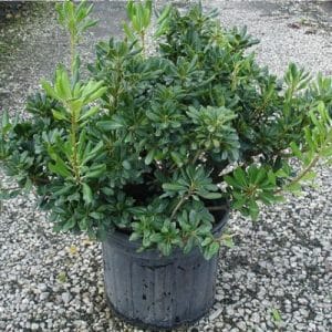 PIttosporum at Premier Nursery