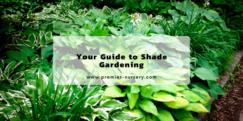 Your Guide to Shade Gardening - Premier Nursery - Plant Nursery