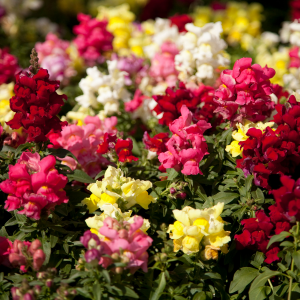 Snapdragons at Premier Nursery in Fort Worth Texas