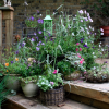 Thrillers, Fillers, and Spillers - A Dazzling Garden Recipe! - Premier ...